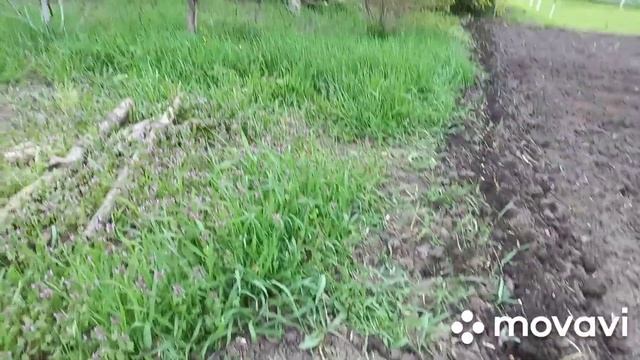 СЛАДКАЯ КУКУРУЗА. САХАРНАЯ КУКУРУЗА. ПОСЕВ КУКУРУЗЫ.РАССАДА КУКУРУЗЫ.КУКУРУЗА ВЫРАЩИВАНИЕ
