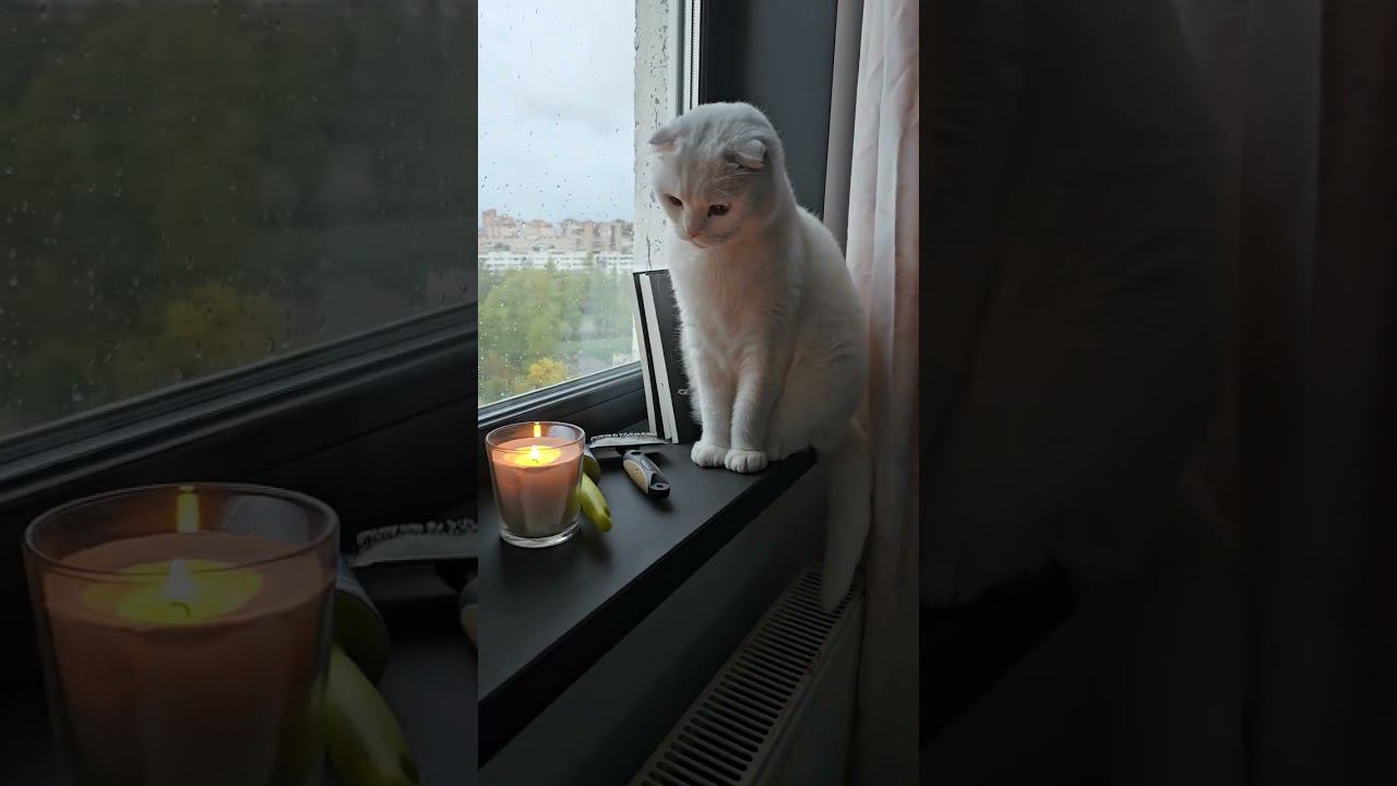 КОТ ВЫЗЫВАЕТ ДУХОВ | МАЛФИ У СВЕЧКИ #культмалфи #cat #кот