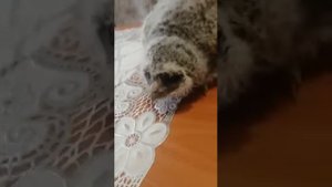 Совёнок выпал из гнезда! Напоили, накормили и посадили обратно!