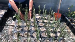 Размножение облепихи зелеными черенками. Метод получения саженца за 4 месяца.