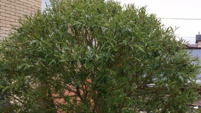 как сформировать простую иву на штамбе самому смотреть онлайн