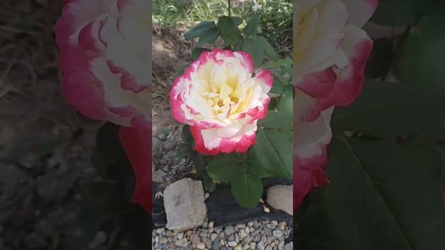 Роза Дабл Дилайт (Двойное наслаждение). Double Delight rose. Вторая волна