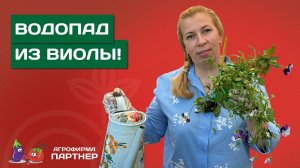 СЕКРЕТЫ ВЫСАДКИ И ПЫШНОГО ЦВЕТЕНИЯ АМПЕЛЬНОЙ ВИОЛЫ