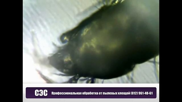 Пылевой клещ сапрофит смотреть онлайн