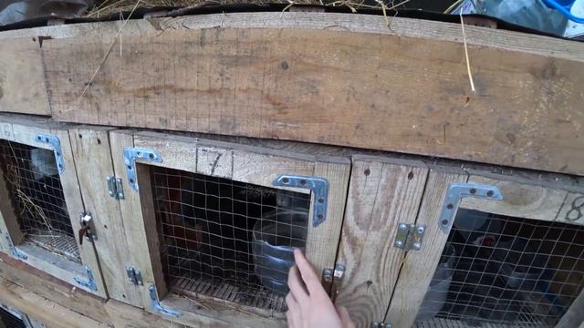 Осмотр кроличьих гнезд. Паноны и Шиншиллы смотреть онлайн