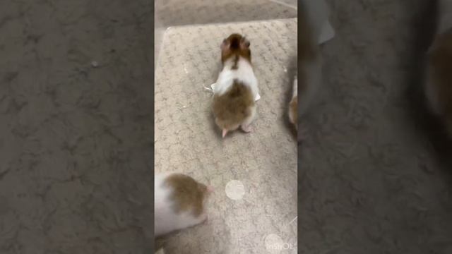 Сирийские хомяки в наличие смотреть онлайн