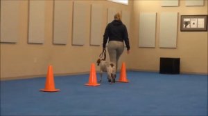 Riley (French Brittany Spaniel) Boot Camp Dog Training Demonstration