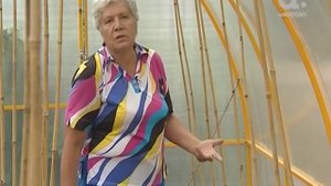 Голова садовая. Чем подкармливать огурцы в теплице
