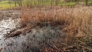 Болото издаёт очень странный звук