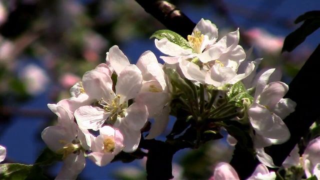 По-царски яблони цветут. The royal trees are blossoming. смотреть онлайн