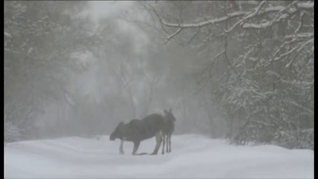 Лоси лижут соль на дорогу [Чернобыльская зона] | Film Studio Aves смотреть онлайн
