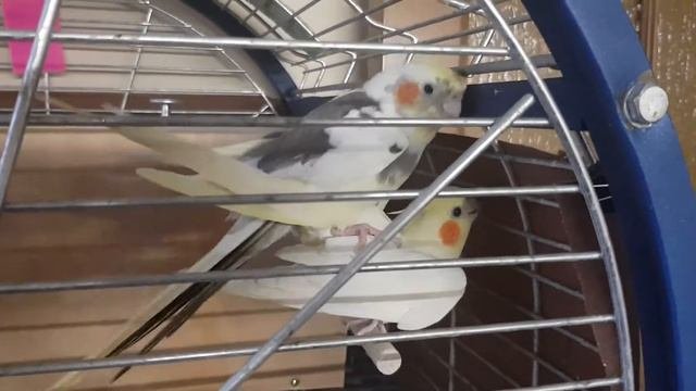 кореллы спариваются, корелла поет, корелла говорит The Cockatiel Nymphicus hollandicus