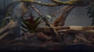 Уход за австралийской квакшей