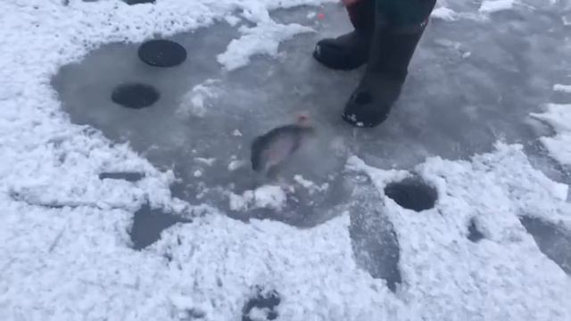 Здравствуйте, поклевка форели на пасту. смотреть онлайн