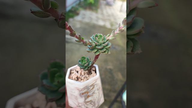 Эхеверия Агнес Роуз 'Echeveria Agnes Rose'