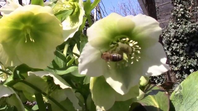 МОРОЗНИК ИЛИ ВИФЛИЕМСКАЯ ЗВЕЗДА. ВЕЧНОЗЕЛЁНОЕ РАСТЕНИЕ ДЛЯ САДА! смотреть онлайн