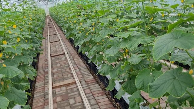 Летний сезон первые сборы огурца смотреть онлайн