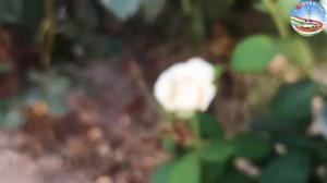 Прогулка по городу Курган-Тюбе бохтар от Хунари 41 до центрального парка города Курган-Тюбе бохтар