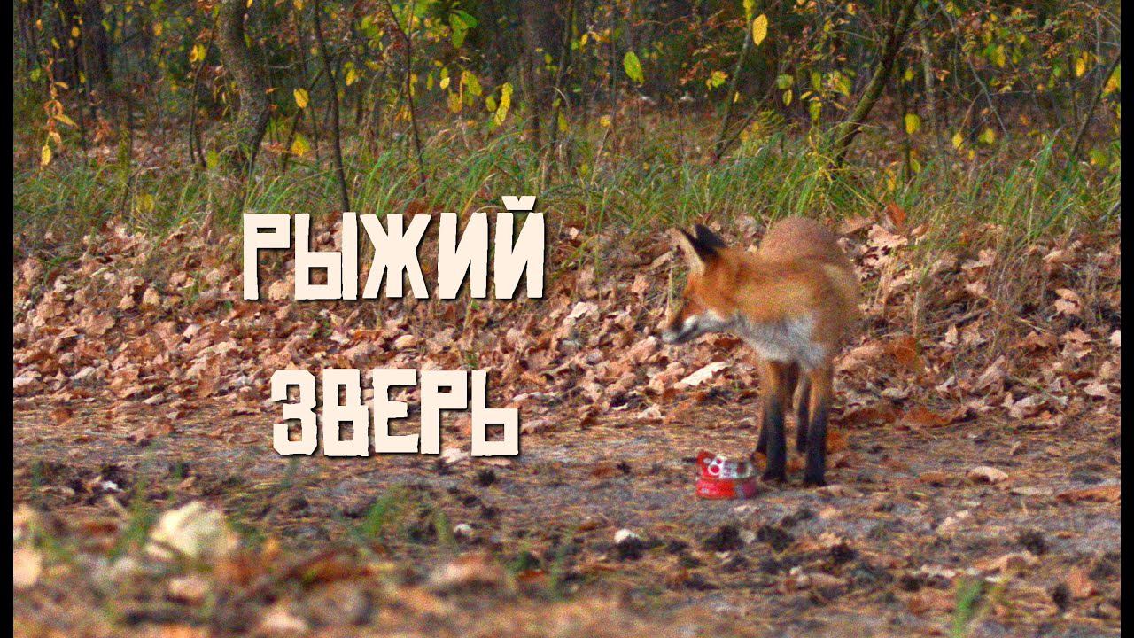 Бешеная или зажралась? Лиса не боится людей. Река Пра 2020г. КукуруЗо. смотреть онлайн