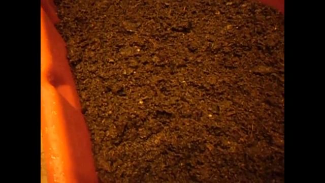 Как правильно заложить коконы червя в субстрат/Разведение червя дендробена