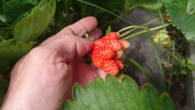 Вопрос по клубнике смотреть онлайн