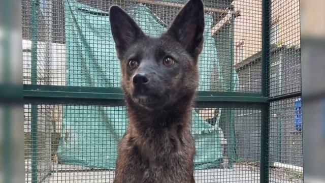 ЙОПСЕЛЬ-МОПСЕЛЬ - ПЁСИЛИС. В Бразилии нашли первый в мире гибрид Dogxim смотреть онлайн