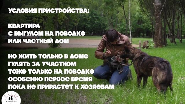 Взять собаку из приюта Лера. Приют ЗООРАССВЕТ смотреть онлайн