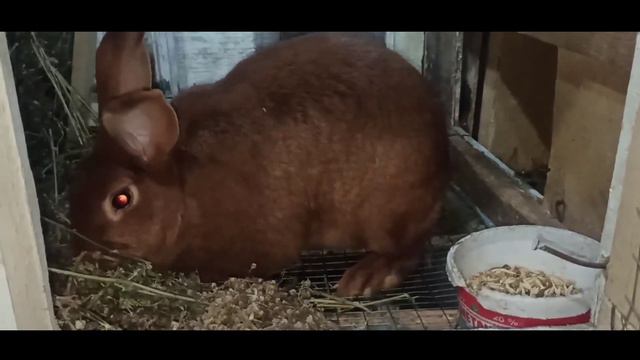 КУЁН ТУГИШИДАН ОЛДИНГИ БЕЛГИСИ! | КРОЛИКИ | RABBIT 🐇 | EURO KROLL смотреть онлайн