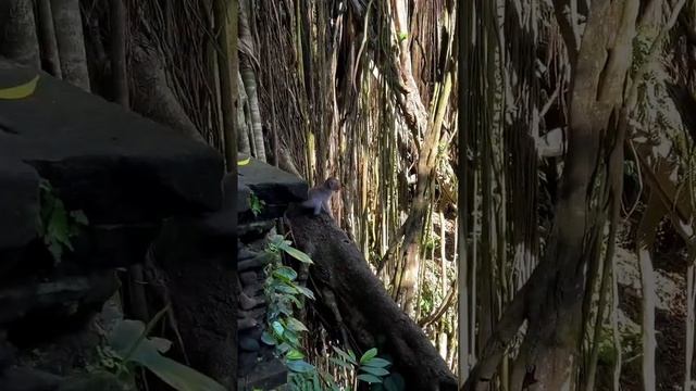 ? Лес обезьян в Убуде / Monkey Forest Ubud ?