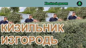 Живая изгородь из кизильника блестящего обрезка.Как вырастить кизильник блестящий.  "Хвойный дворик"