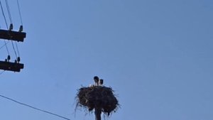 Де живуть лелеки? Где строят гнезда аисты