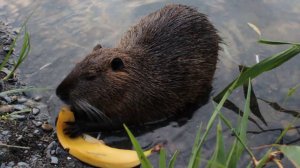 Шок!!! В Анапе в Сукко из воды вышел страшный зверь.