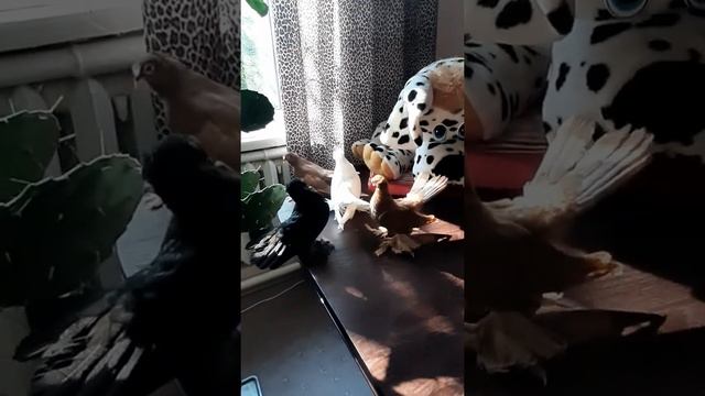 Голуби Ейские двухчубые статные Олександра Тимофійшина