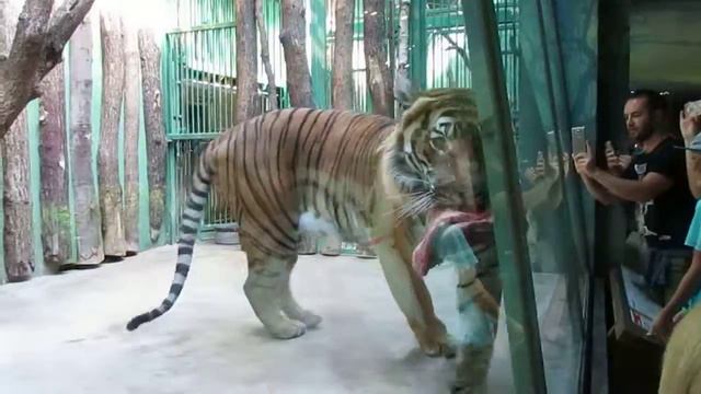 Тигр в зоопарке Праги смотреть онлайн