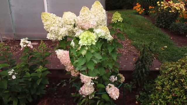 ✿➽ Гортензия метельчатая Silver Dollar в нашем саду 2016 г смотреть онлайн