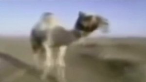 верблюд идёт