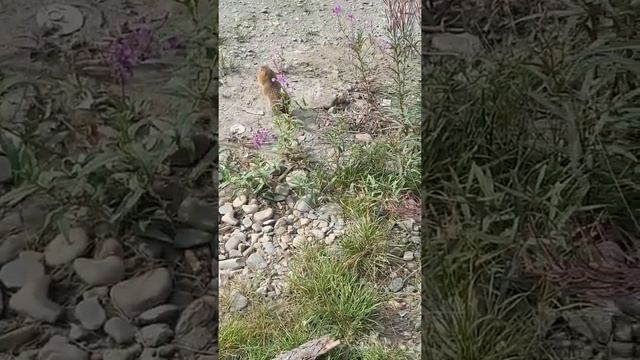 Маленький зверек Чукотки, Евражка