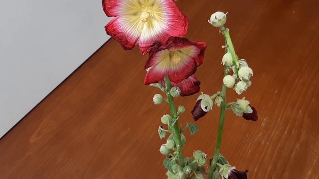 How To Grow Hollyhocks from Seed 蜀葵 होलीहॉक प्लांट Выращивание мальвы из семян semilla de Malvarros смотреть онлайн