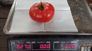 КАК ПОЛИВАТЬ И ПОДКАРМЛИВАТЬ РОЗОВЫЙ ТОМАТ В ТЕПЛИЦЕ!