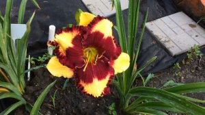 Лилейник Simply Leaves Me Breathless