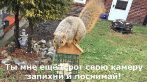 Толстая белка взламывает птичью кормушку. The well-fed squirrel cracks a birds feeder.