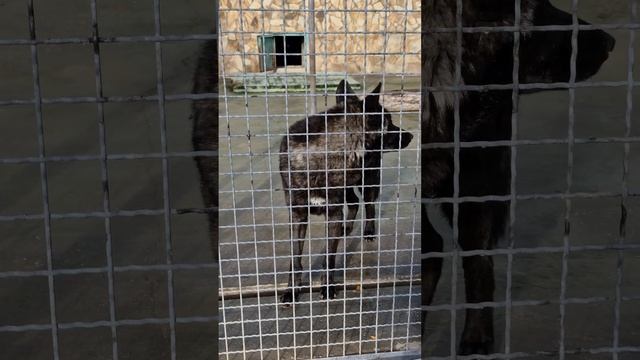 Черный красавец! Тайган #shorts смотреть онлайн