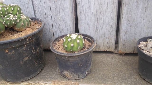 Cacto Echinopsis subdenudata