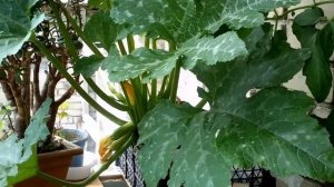 Как вырастить кабачки  на балконе How to grow zucchini on the balcony