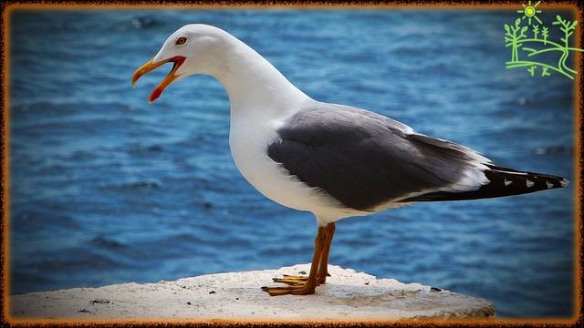 Голоса птиц Как поёт Чайка морская (Larus marinus).mp4