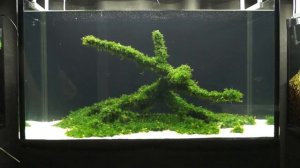 Обзор аквариумов Lomariopsis lineata.