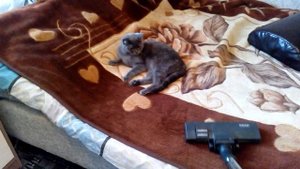Кот боится пылесоса