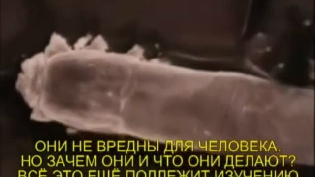 Опасно! Пылевые клеещи смотреть онлайн