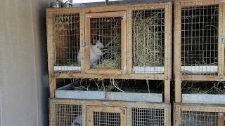Клетки для уличного содержания кроликов. В каких клетках мы содержим самцов.