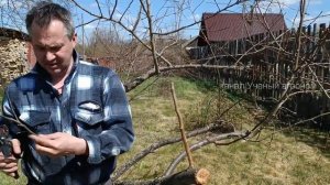 Тонкости прививки яблони в расщеп